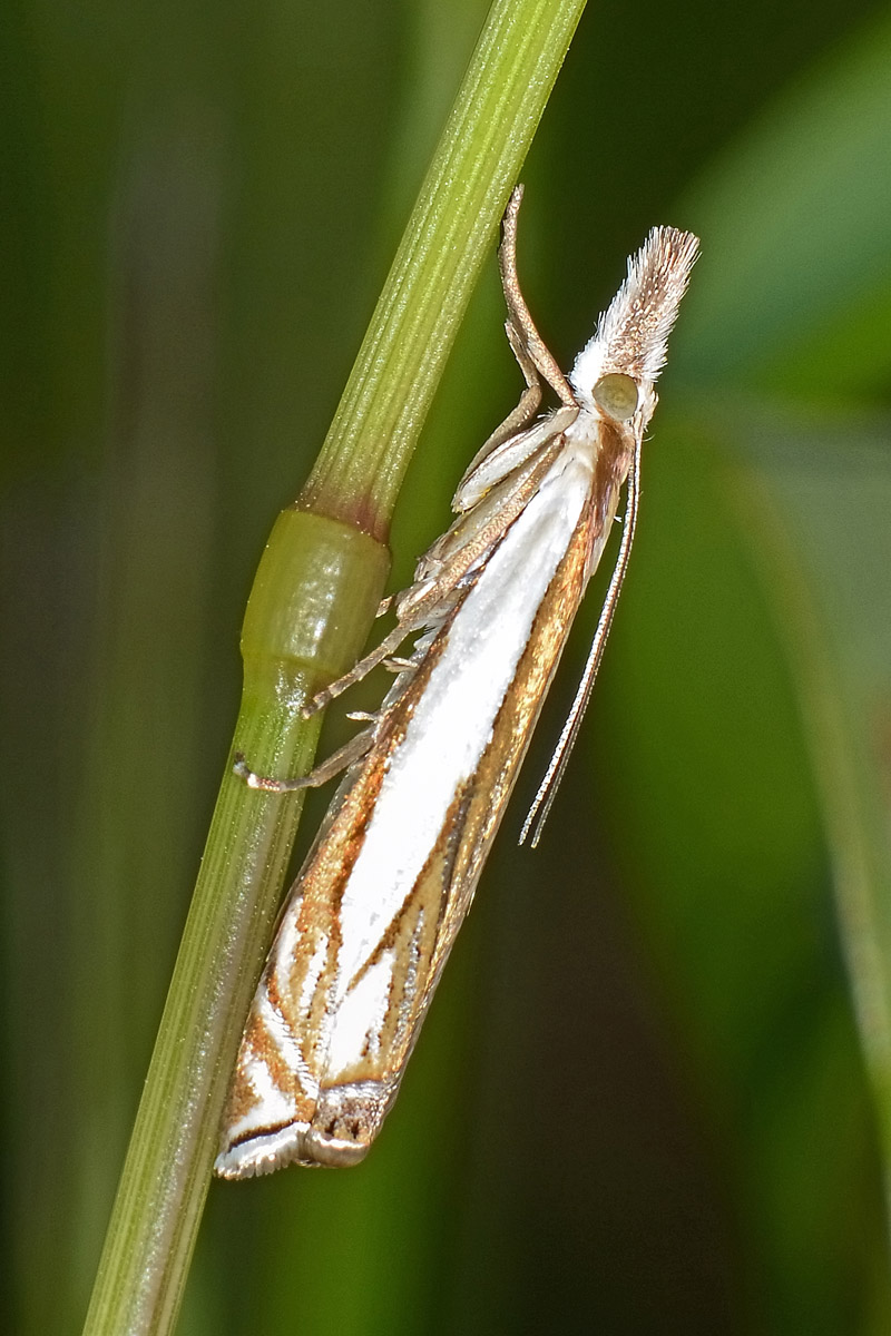 Crambidae? S, Crambus pascuella
